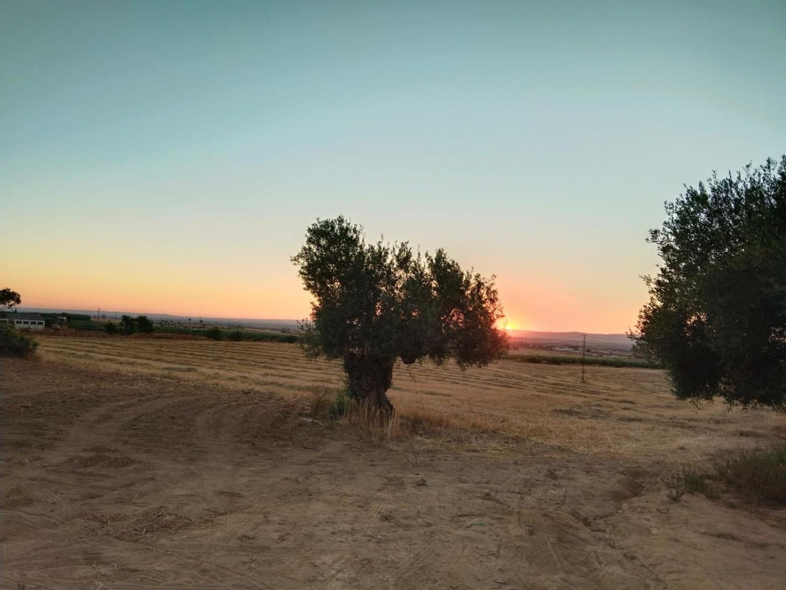 Casa Rural Cerro Campon Кармона Экстерьер фото